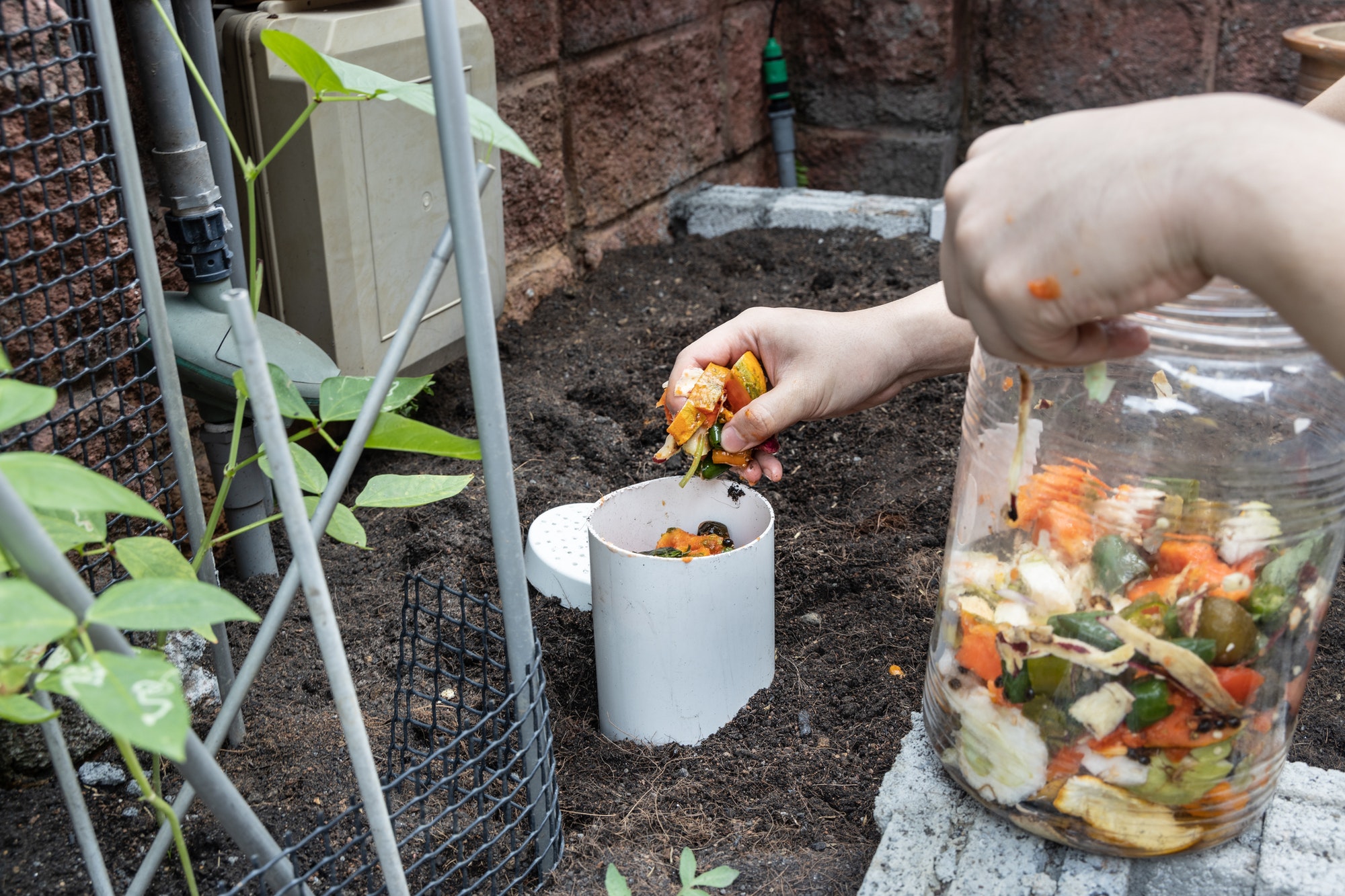 Person filling the worm tower with kitchen organic waste. Worm activity turns material into compost